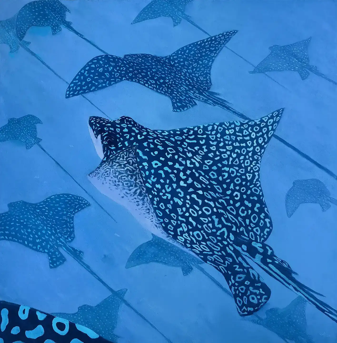 Spotted Eagle Rays